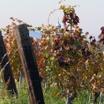 奥地利葡萄产区